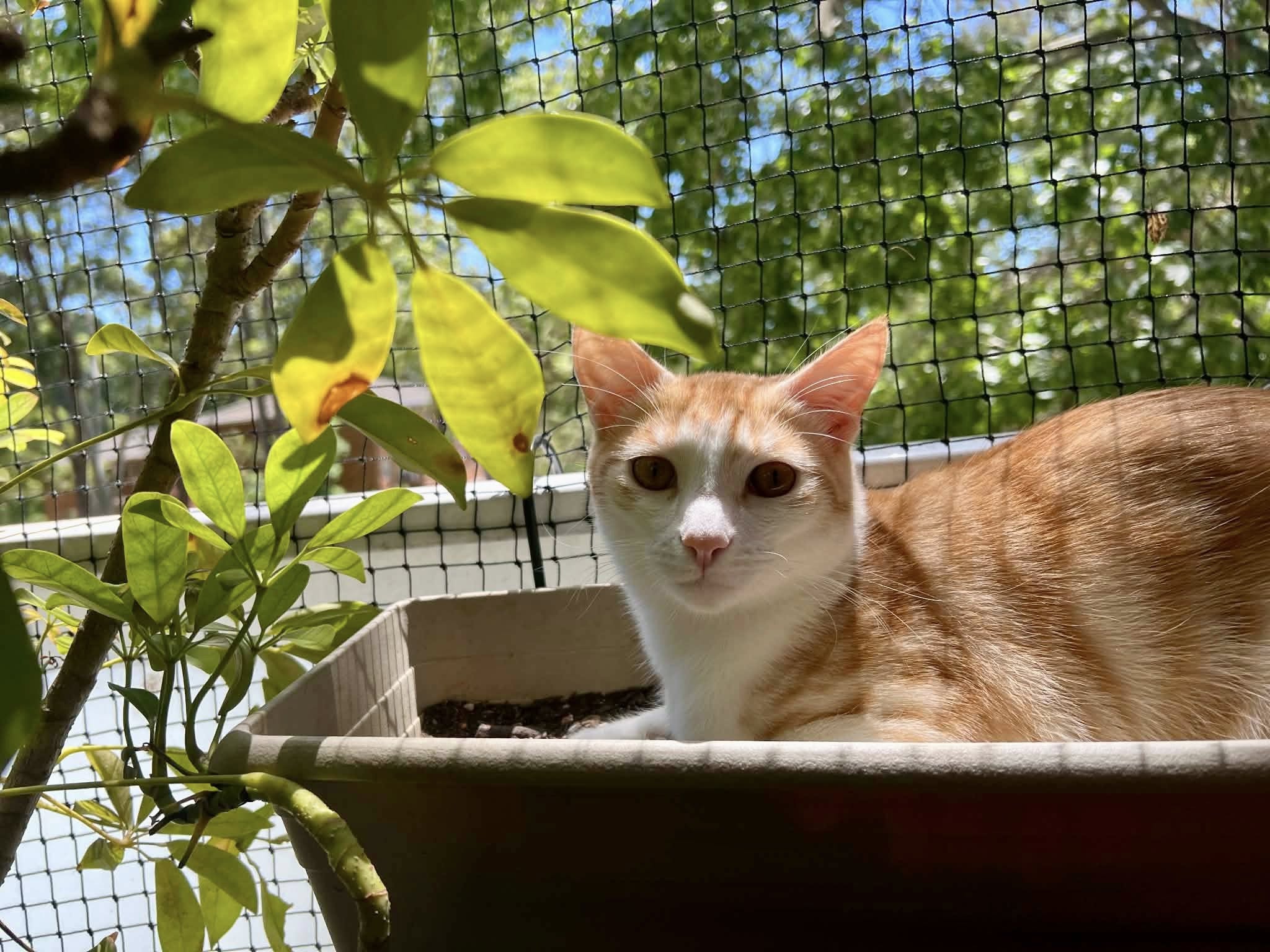 An MKC cat
