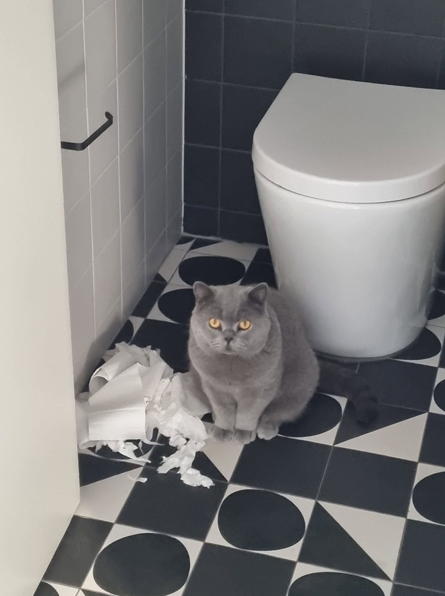 Anakin sitting beside shredded toilet paper