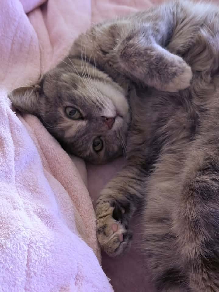 Bella lying on a soft blanket