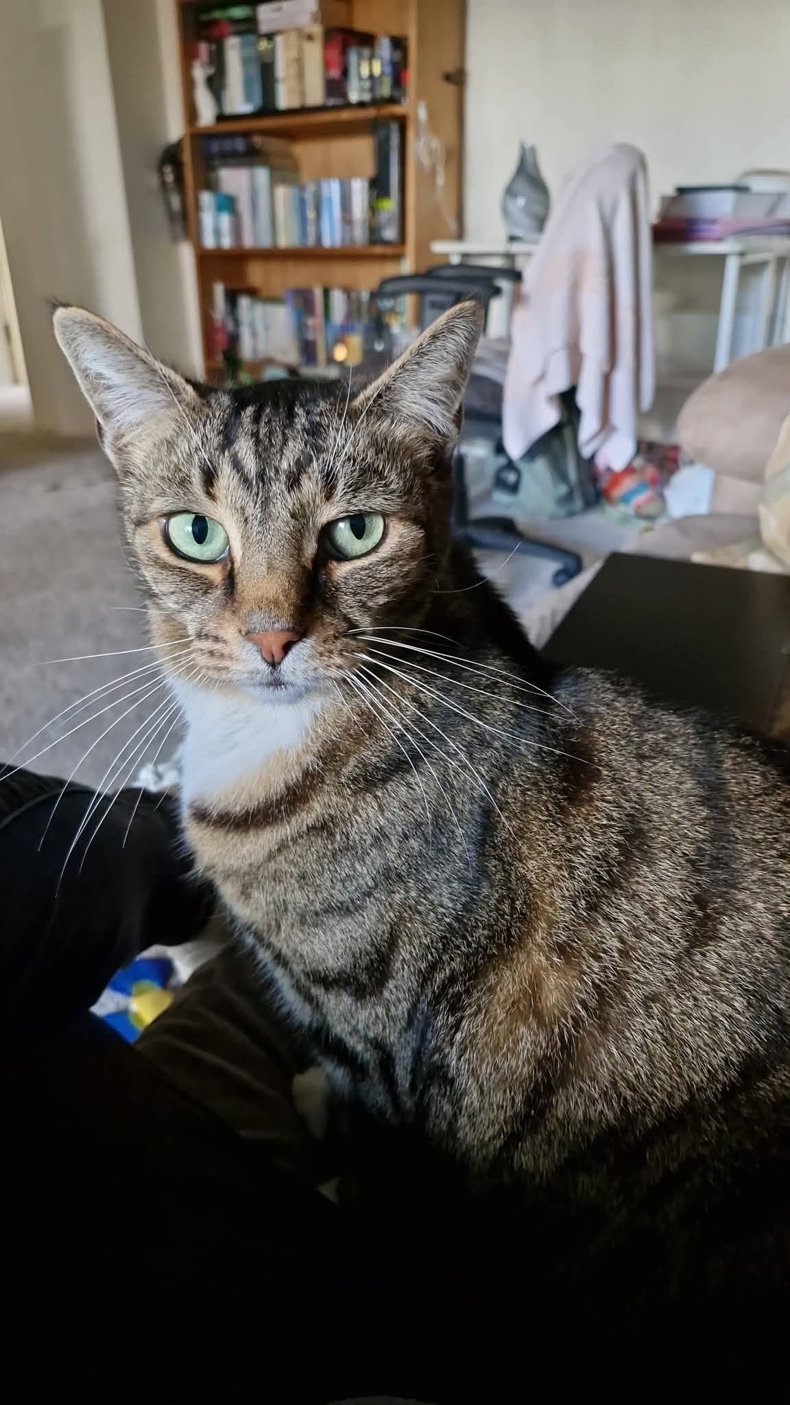 Chris Hemsworth, a tabby cat, sitting indoors