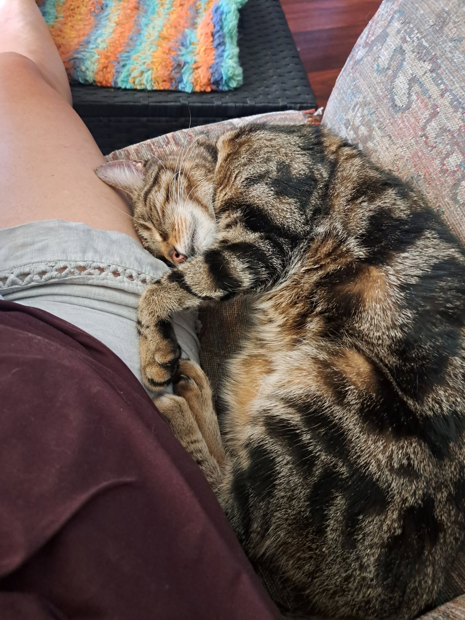 Floki curled up on a lap
