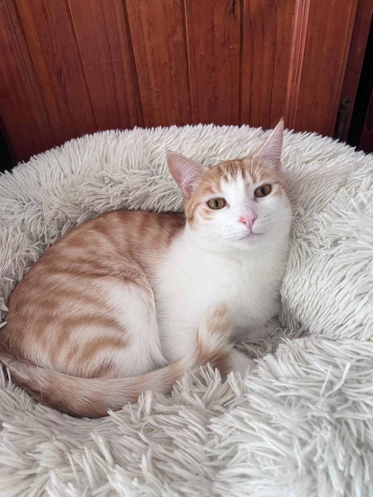 Arnold, an orange-and-white cat, resting in a cat bed