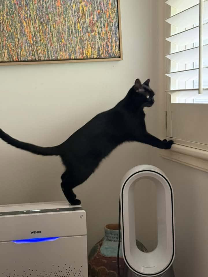 Jack, a black cat, stretching towards a window