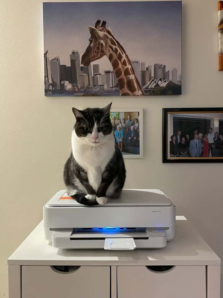 Oscar sitting on top of a printer