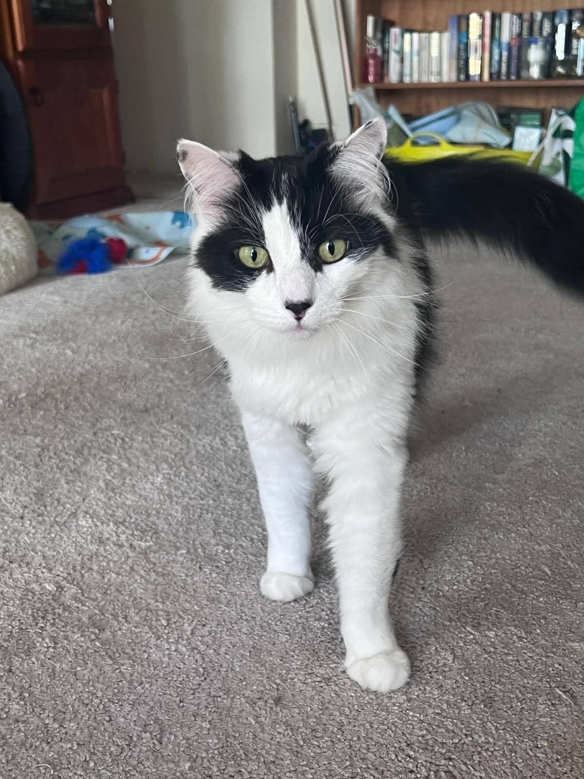 Ollie, a black-and-white cat, sitting indoors