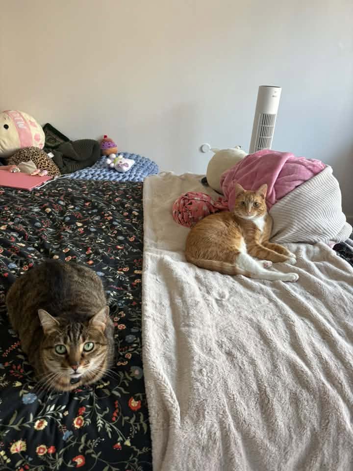 Pippa and Luna sharing a bed