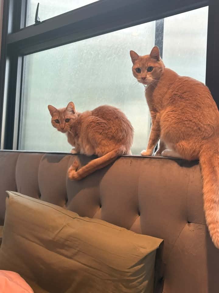 Two ginger cats sitting on a couch beside a window