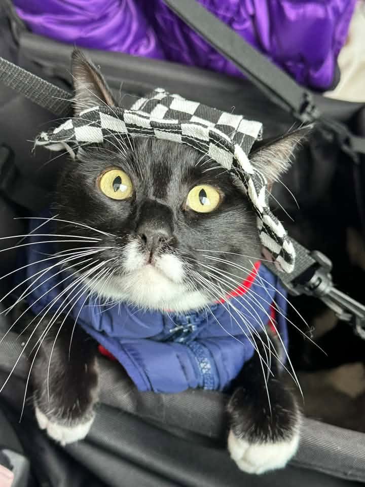 Thackory Binx wearing a checked bow and blue harness
