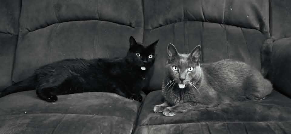 Timmy and Bran sharing the couch
