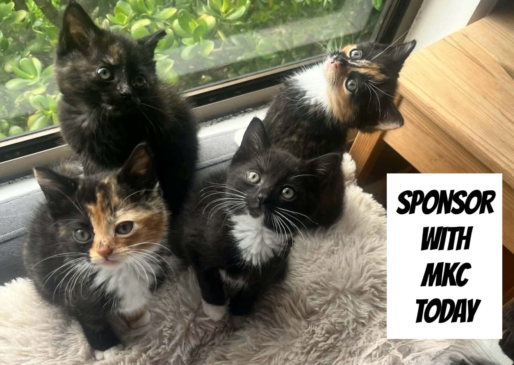 Four kittens beside a window, with the message Sponsor with MKC today
