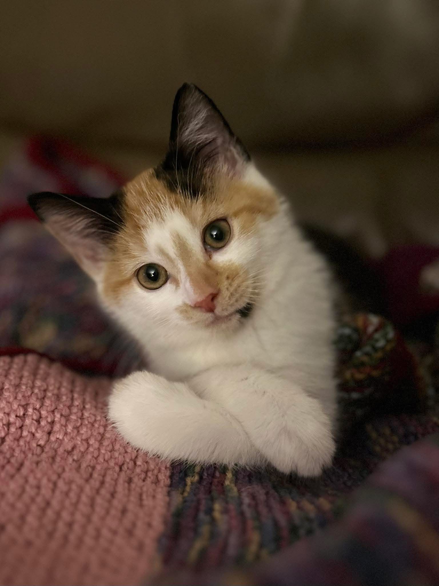 A calico kitten resting on a blanket